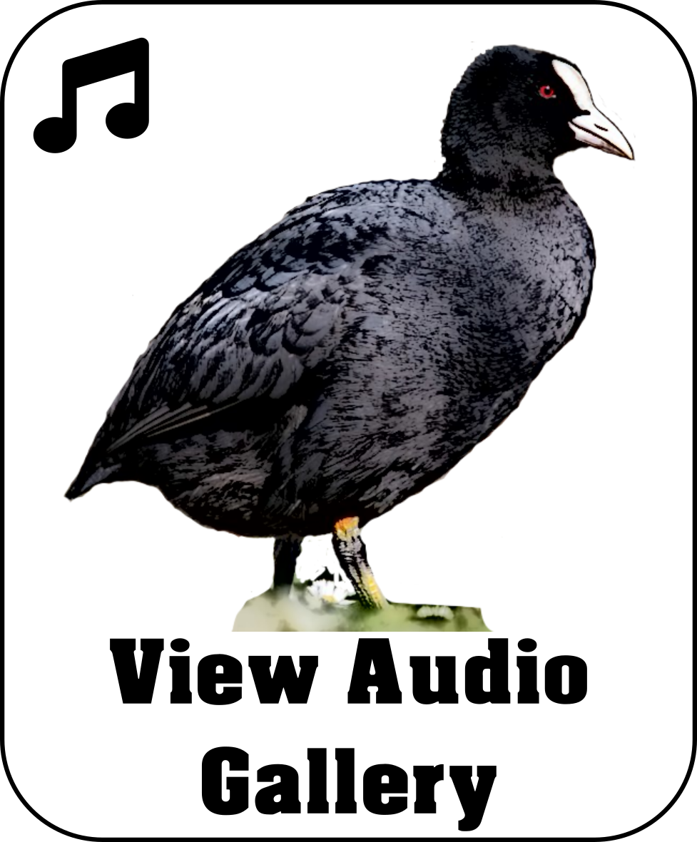 Duckie Audio Gallery.