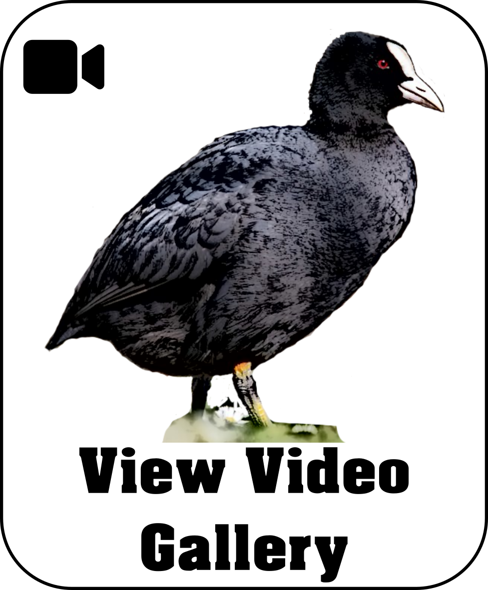 Duckie Video Gallery.